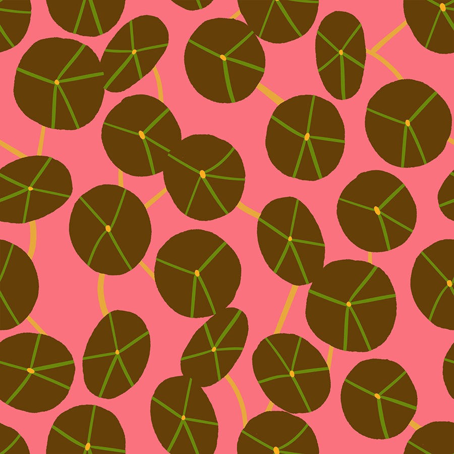 Calathea by Ruby Star Society – Pilea in Strawberry